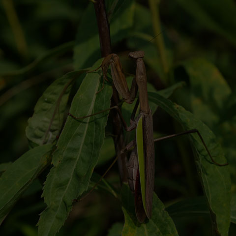 Chinese Mantis