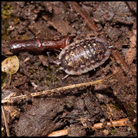 Common Shiny Woodlouse
