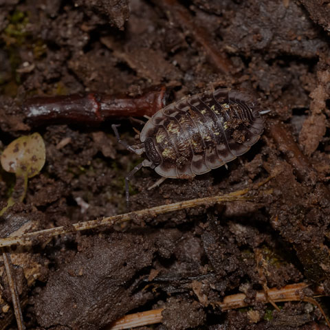 Common Shiny Woodlouse