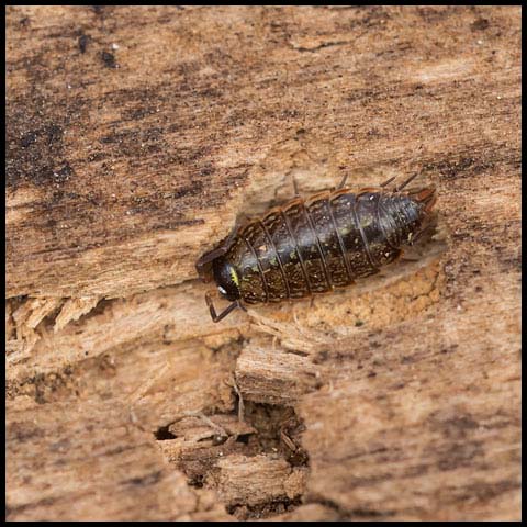 Common Striped Woodlouse