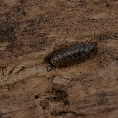 Common Striped Woodlouse