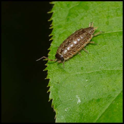 Common Striped Woodlouse