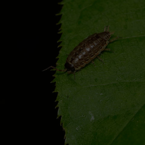 Common Striped Woodlouse