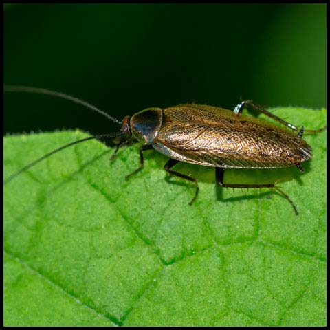 Dusky Cockroach
