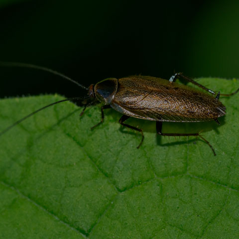 Dusky Cockroach
