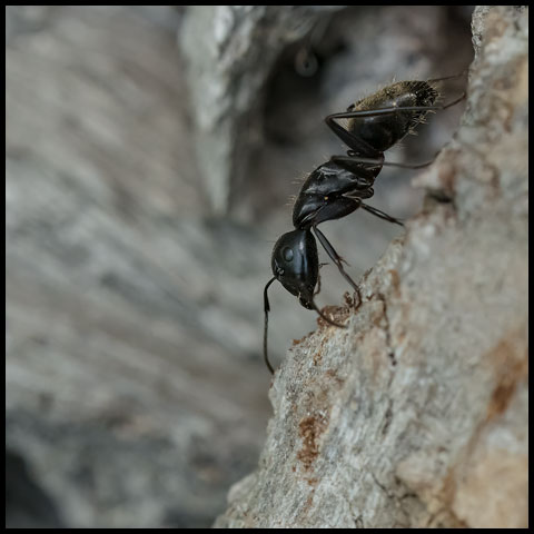 Eastern Black Carpenter Ant