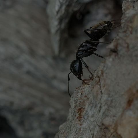 Eastern Black Carpenter Ant