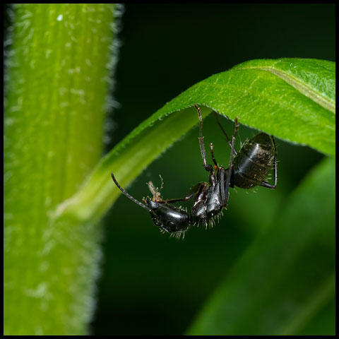 Eastern Black Carpenter Ant