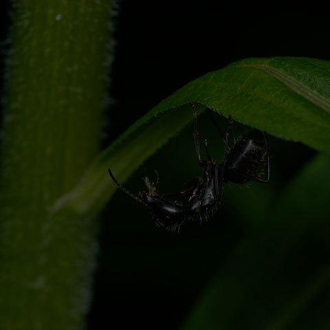 Eastern Black Carpenter Ant