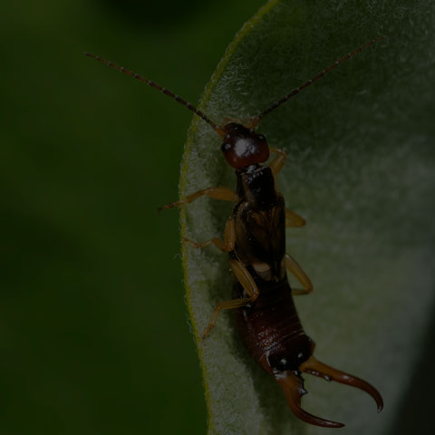 European Earwig