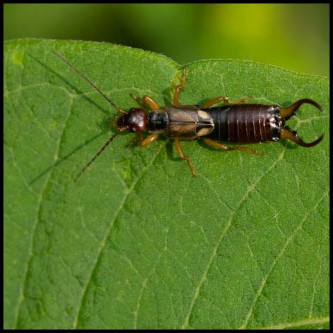 European Earwig