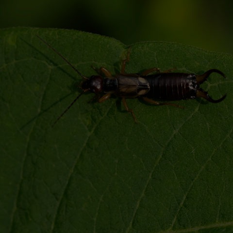 European Earwig