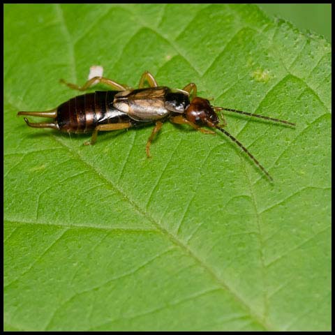 European Earwig