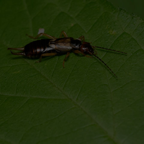 European Earwig