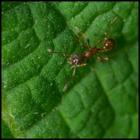 European Fire Ant