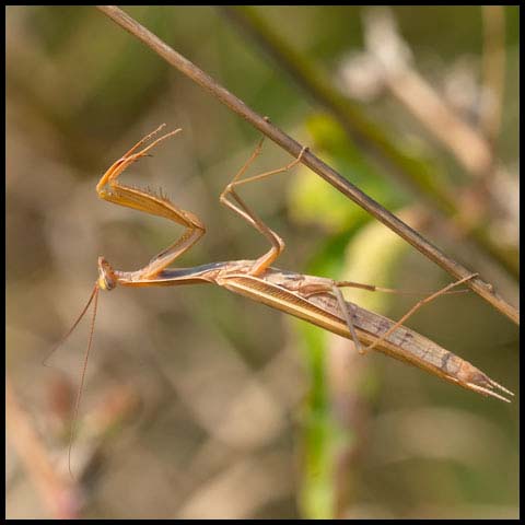 European Mantis