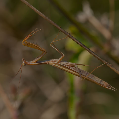 European Mantis