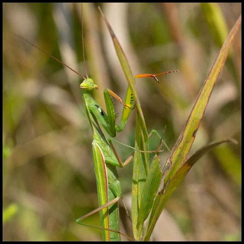 European Mantis