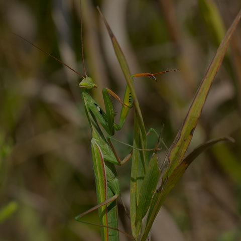 European Mantis