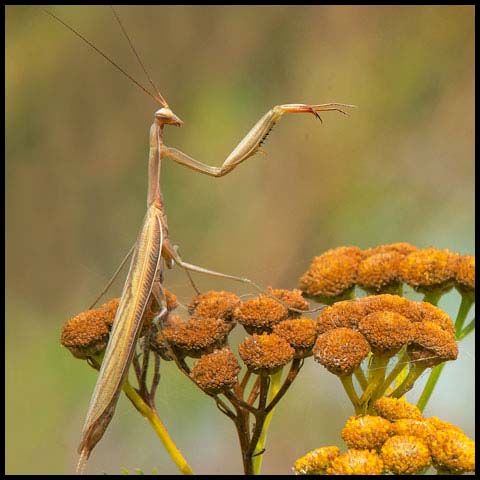 European Mantis