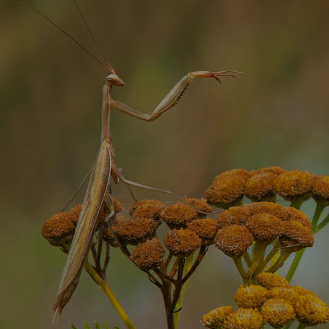 European Mantis