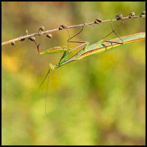 European Mantis