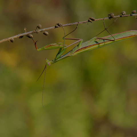 European Mantis