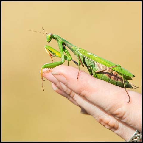 European Mantis