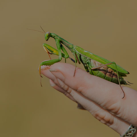 European Mantis