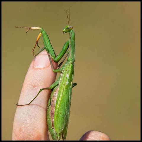 European Mantis