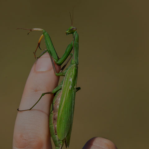 European Mantis