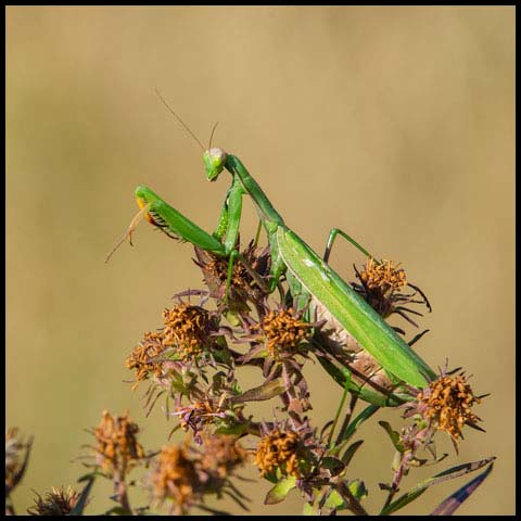 European Mantis