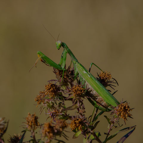 European Mantis