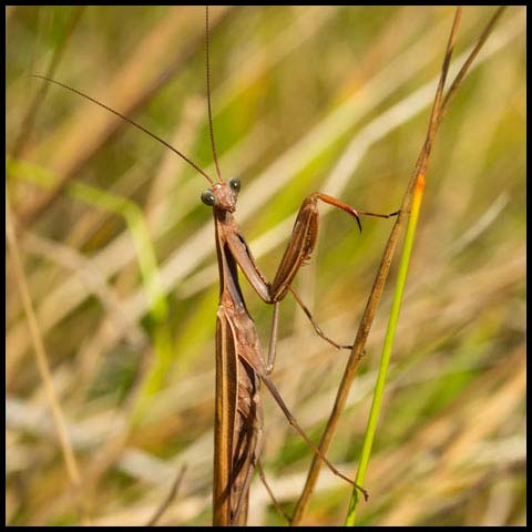 European Mantis
