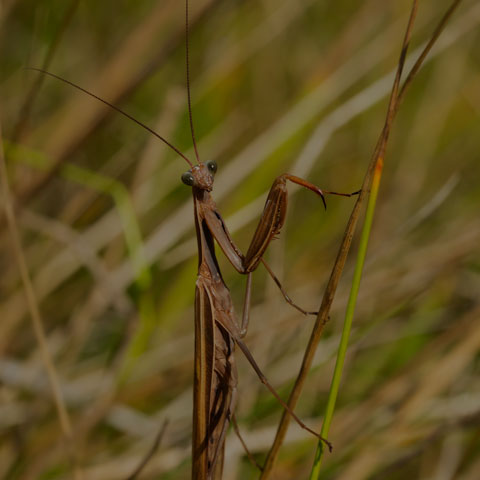 European Mantis