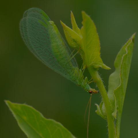 Golden-eyed Lacewing