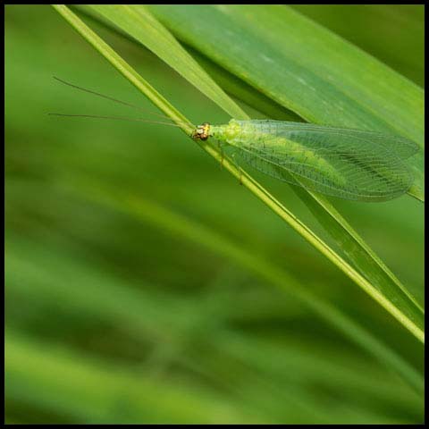 Golden-eyed Lacewing