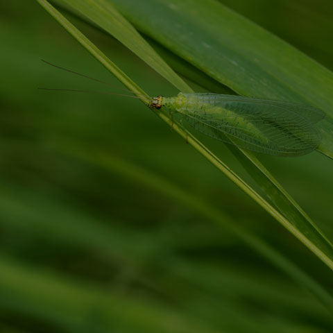 Golden-eyed Lacewing
