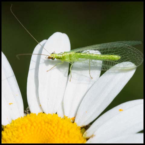 Golden-eyed Lacewing