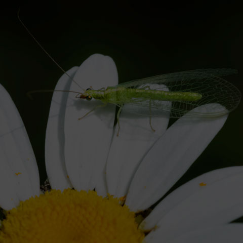Golden-eyed Lacewing