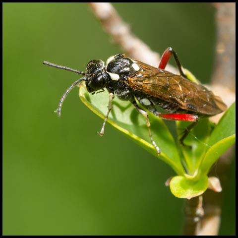 Privet Sawfly