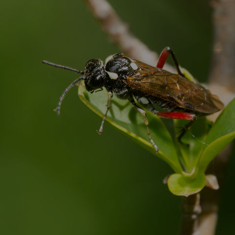 Privet Sawfly