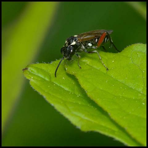 Privet Sawfly