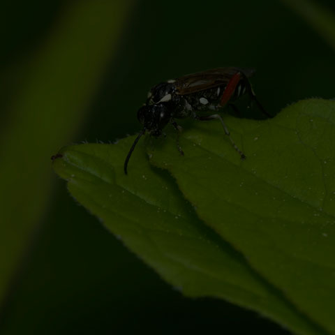 Privet Sawfly