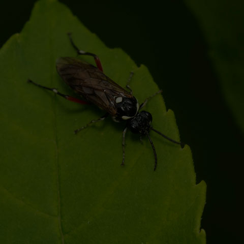 Privet Sawfly