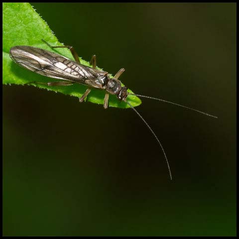 Spring Stonefly
