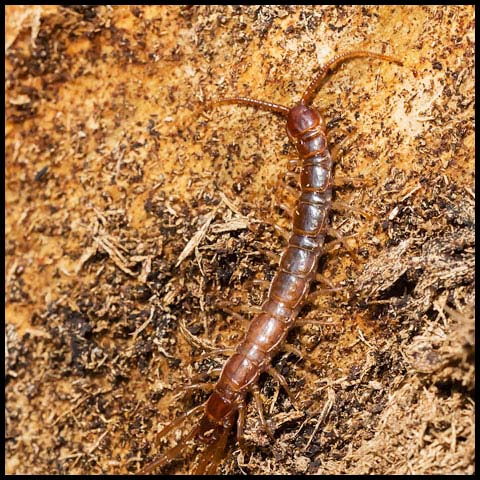 Stone Centipede