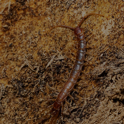 Stone Centipede