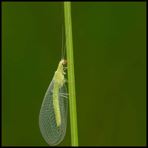 Common Green Lacewing