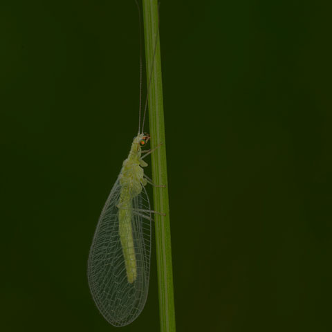 Common Green Lacewing